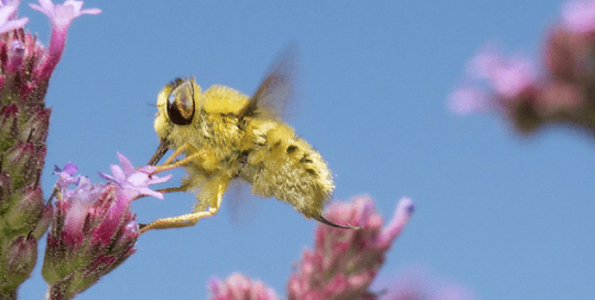 biodiversity