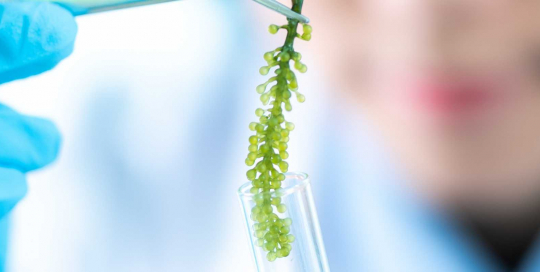 Microalgae Microalgae