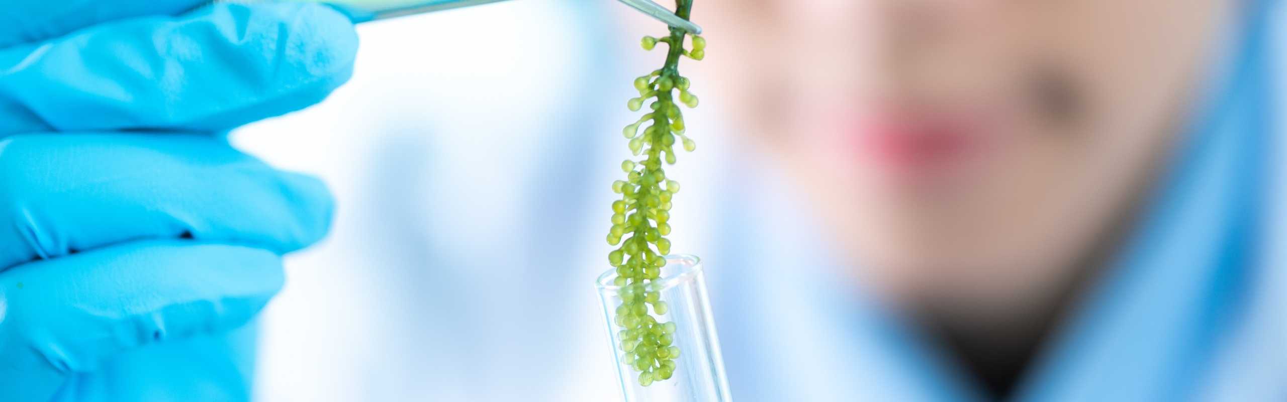 Microalgae
