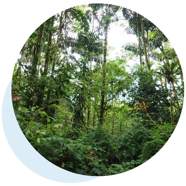 Forest projects
