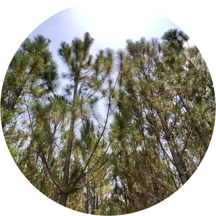 Positive impact​ Corporate forest