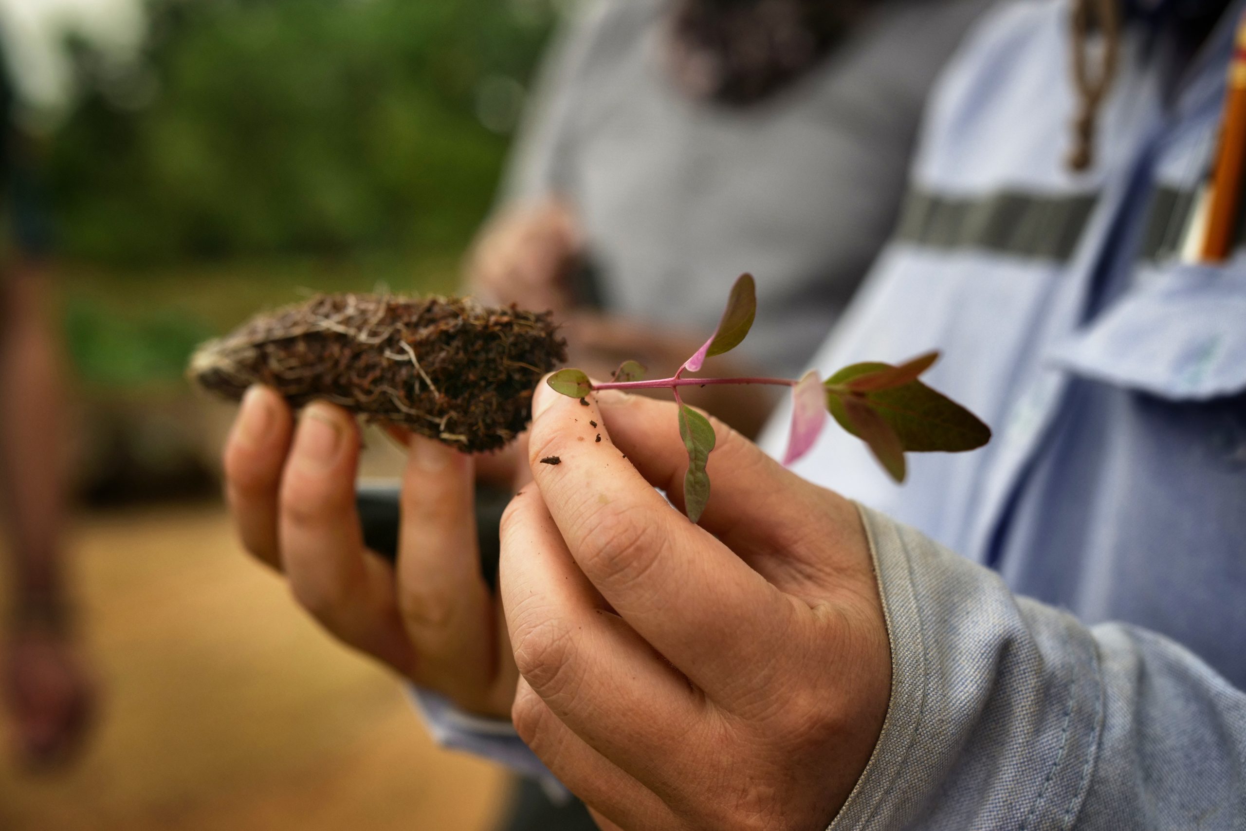 Seedling