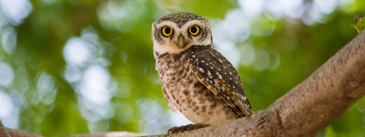 Owl Tree ClimateTrade