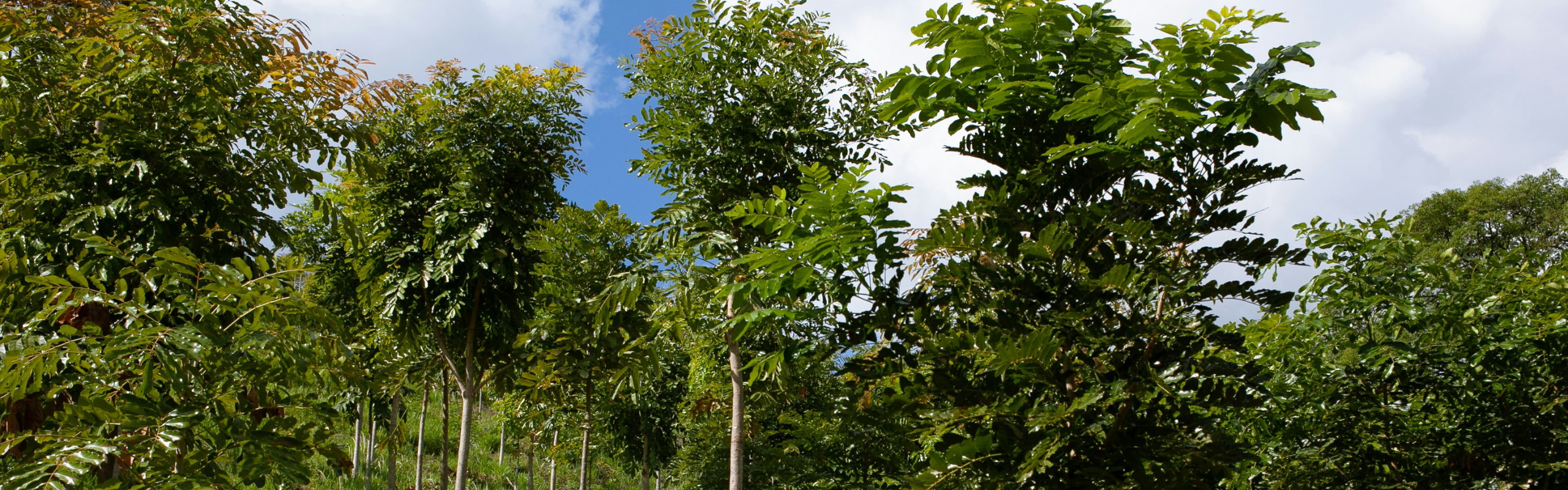 ClimateTalks: Meet BioCarbon Standard