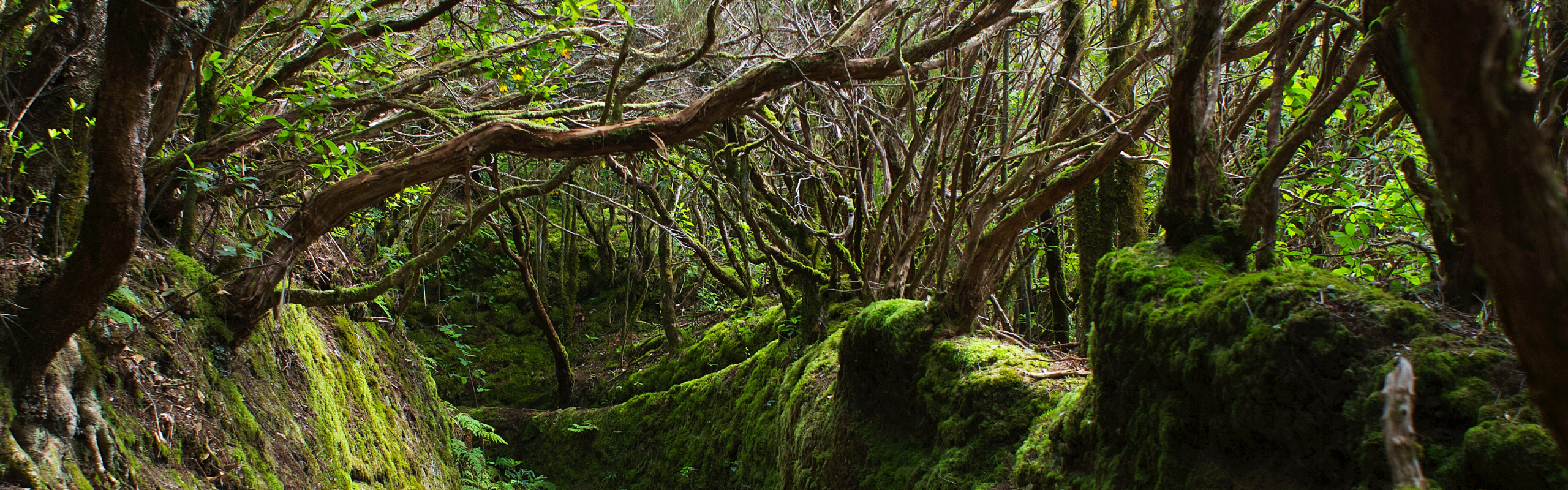 International Day of Forests