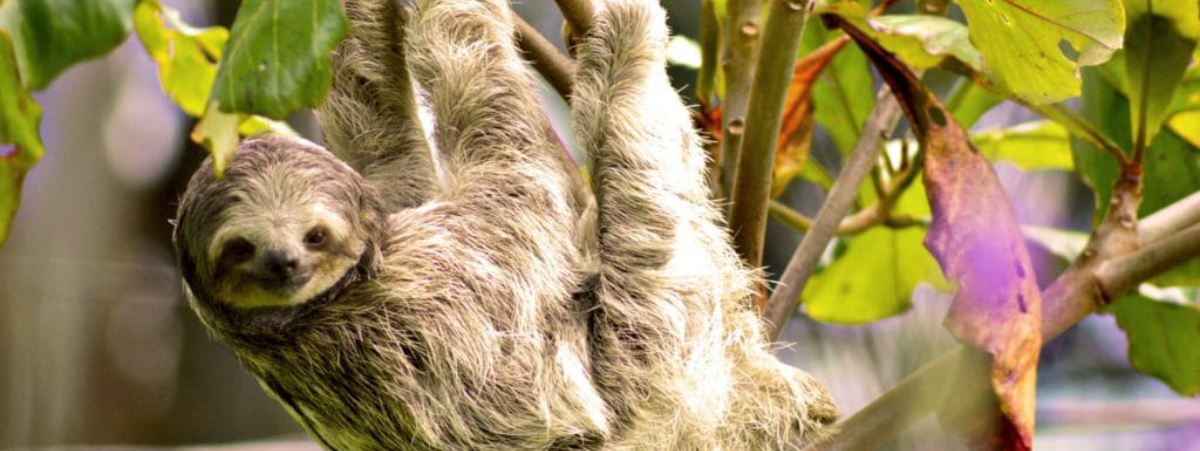 Five of the most-purchased carbon offsetting projects on the marketplace in June Five of the most-purchased carbon offsetting projects on the marketplace in June